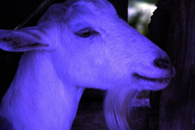 Purple Goat Army
