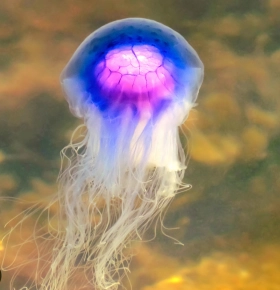 Jamal de paarse voetbalkwal